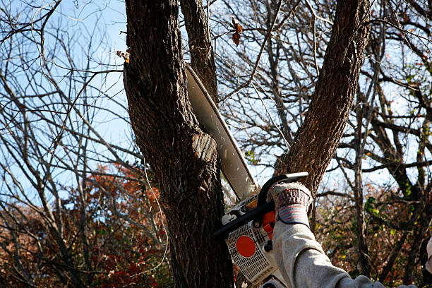 Best Stump Grinding and Removal  in Winterville, GA