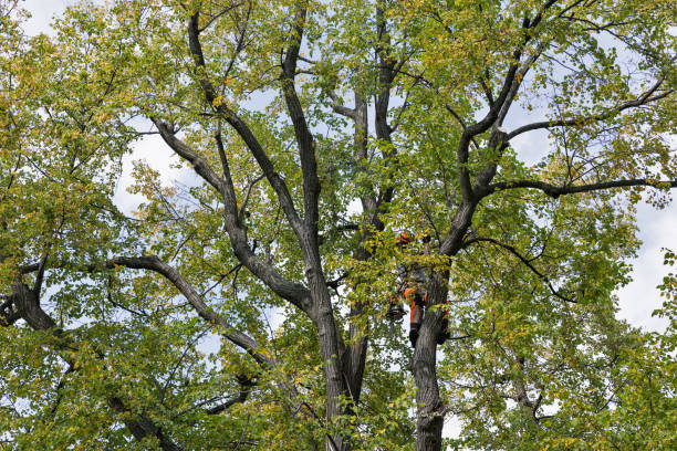 Best Fruit Tree Pruning  in Winterville, GA